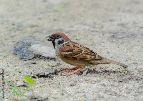Eurasian Tree Sparrow(Passer montanus), Beautiful brown bird in garden,sparrow.