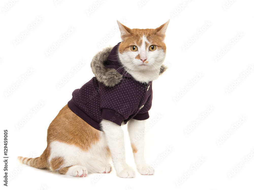 Cute adult red and white cat sitting wearing a winter coat isolated on a white background