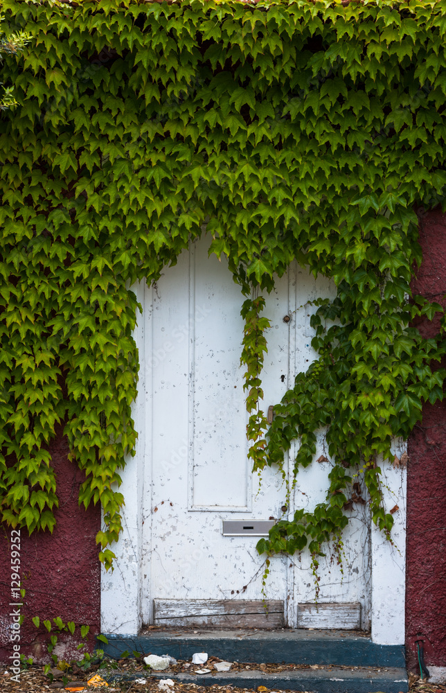 Ivy creeper plant growing over door of abandoned building