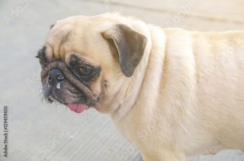 Cute dog puppy pug enjoys summer afternoon in park have drooling © fongleon356