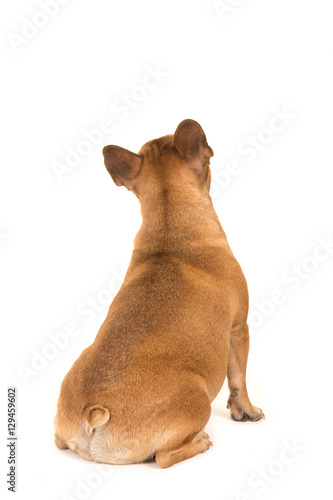 Fototapeta Naklejka Na Ścianę i Meble -  Sitting french bulldog dog seen at its back looking up isolated on a white background