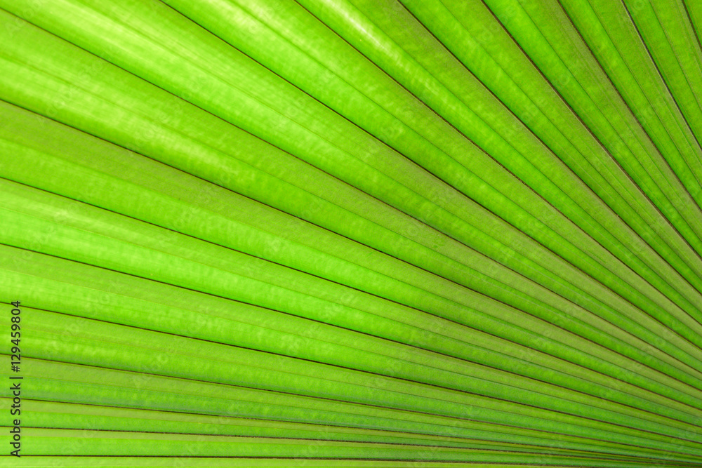 Fan palm leaf texture Fan palm leaf texture