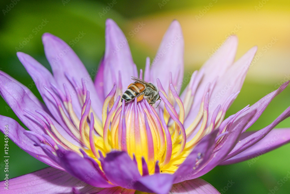 Pink lotus with bee is collecting nectar from pollen Pink lotus with bee is collecting nectar from pollen