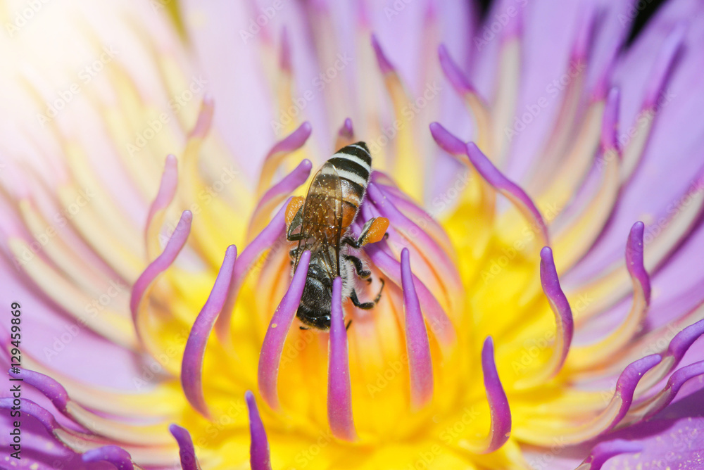 Pink lotus with bee is collecting nectar from pollen Pink lotus with bee is collecting nectar from pollen