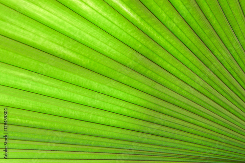 Fan palm leaf texture