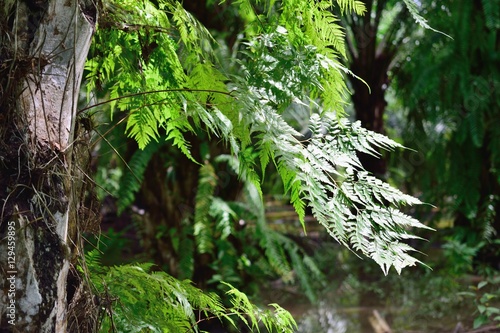 fern on the  tree in the  rain forest  jungle 