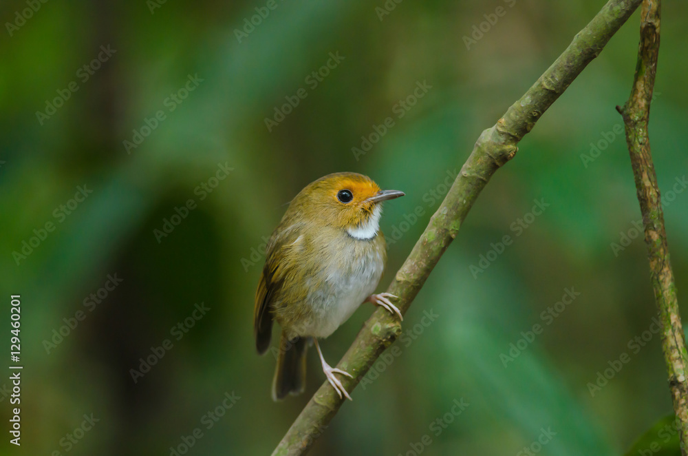 Fototapeta premium Rufous-browed Flycatcher perch on branch