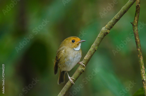 Rufous-browed Flycatcher perch on branch