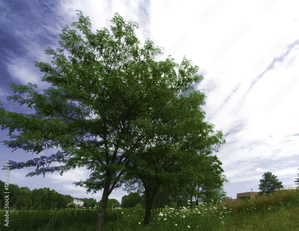 Fototapeta premium Summer afternoon