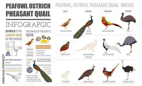 Poultry farming infographic template. Peafowl, ostrich, pheasant