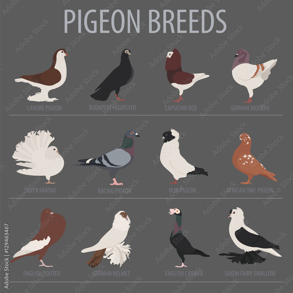 Poultry farming. Pigeon breeds icon set. Flat design Poultry farming. Pigeon breeds icon set. Flat design