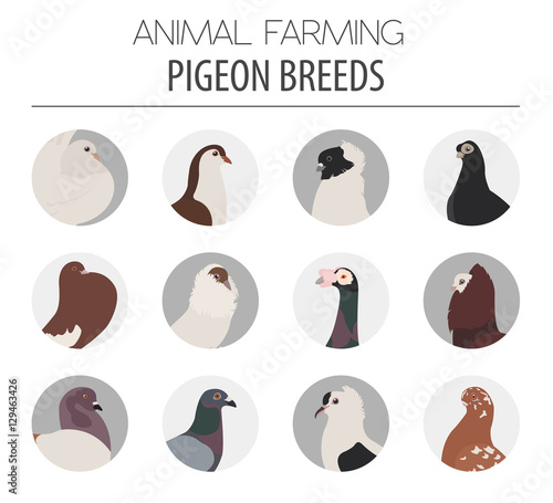 Poultry farming. Pigeon breeds icon set. Flat design