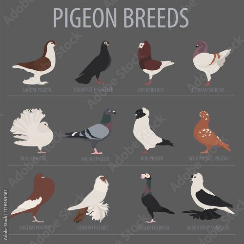 Poultry farming. Pigeon breeds icon set. Flat design