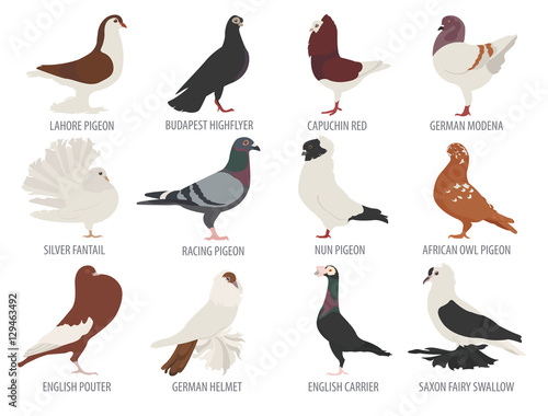 Poultry farming. Pigeon breeds icon set. Flat design