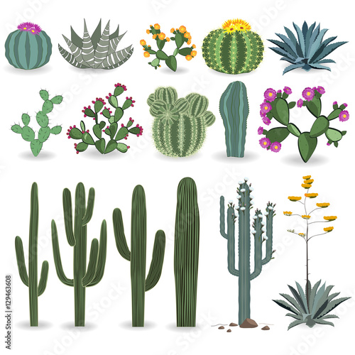 Cactus and succulent vector set