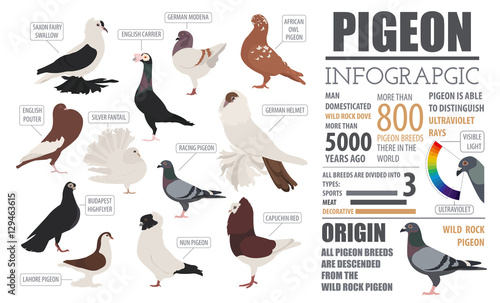 Poultry farming infographic template. Pigeon breeding. Flat desi