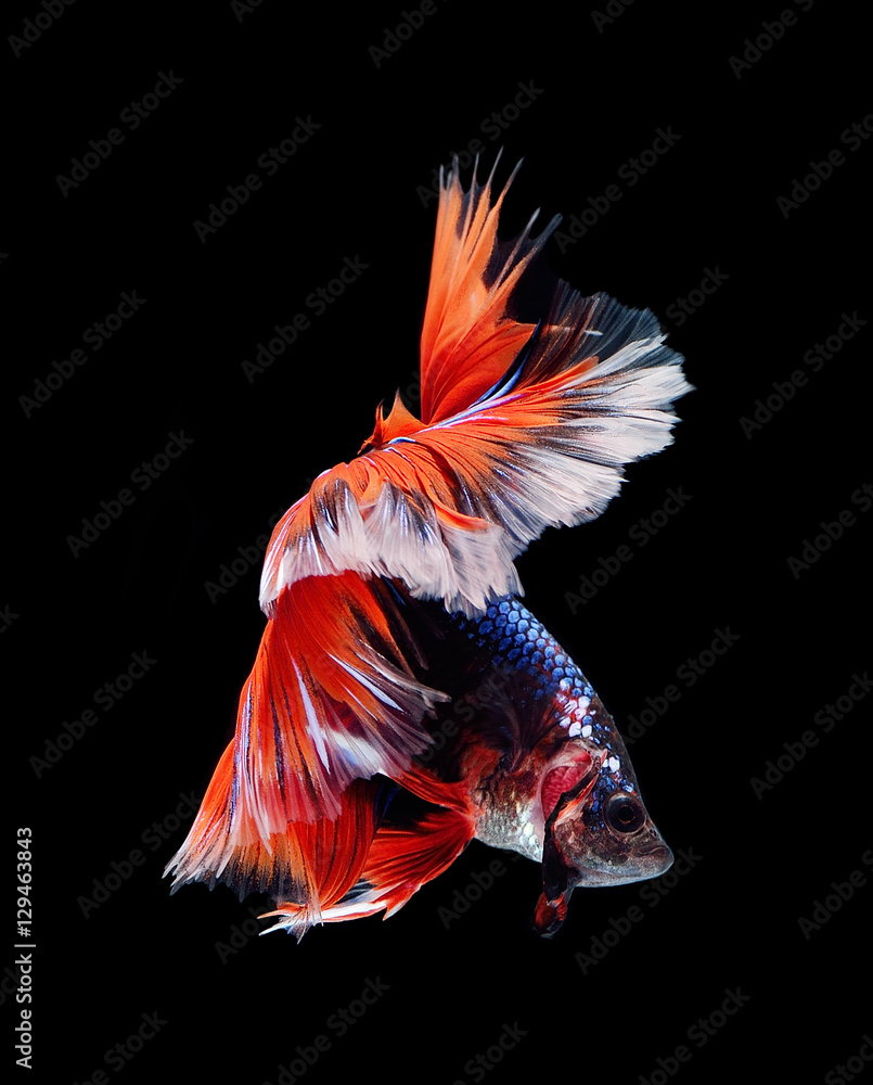 Siamese fighting fish, betta fish isolated on black background