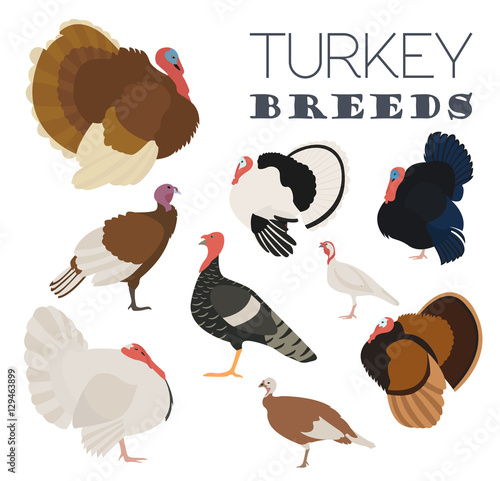 Poultry farming. Turkey breeds icon set. Flat design