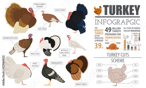 Poultry farming infographic template. Turkey breeding. Flat desi