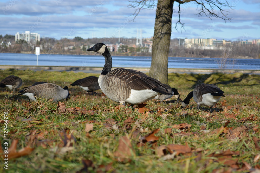 Canada Geese in Ottawa Canada Geese in Ottawa