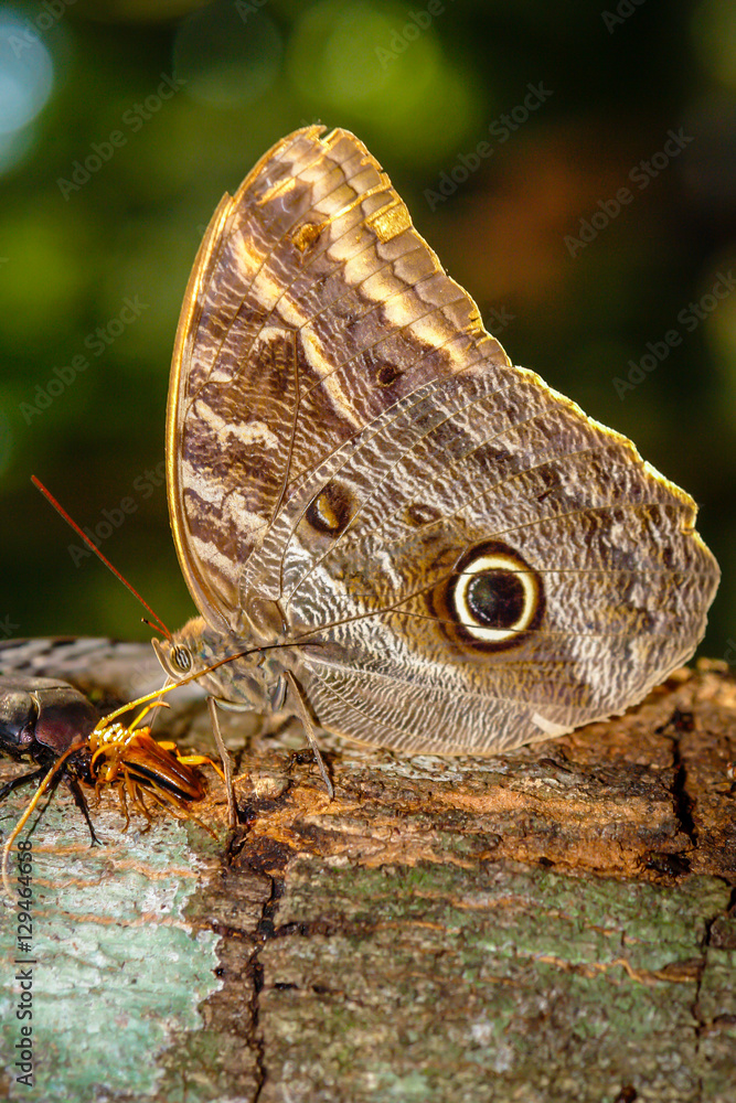 Butterflies on a tree in the jungle Butterflies on a tree in the jungle