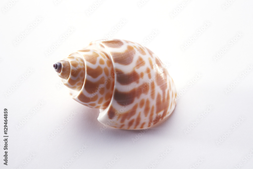 sea shell