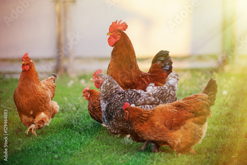 Foto Rooster in green field.