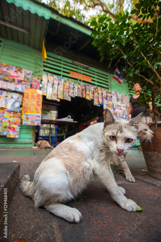 Bangkok street wild cat 