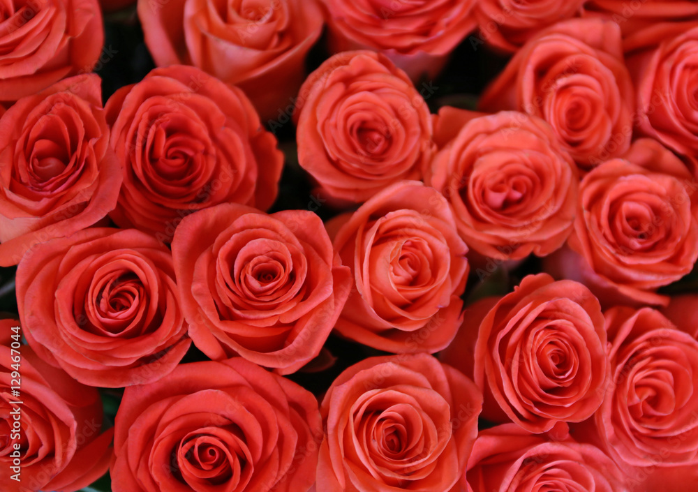 Fresh roses, close up Fresh roses, close up