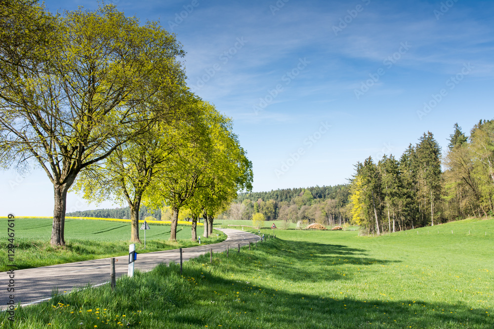 Trees along a country road