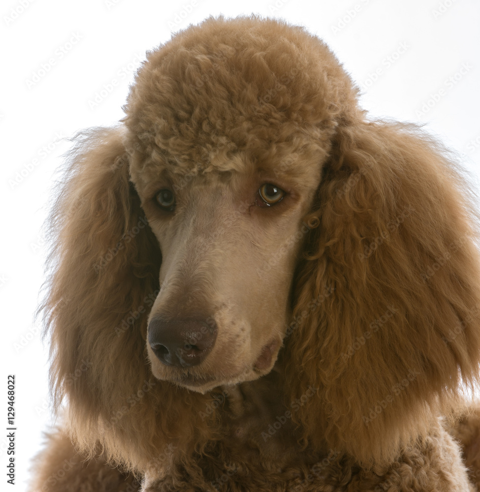 apricot standard poodle