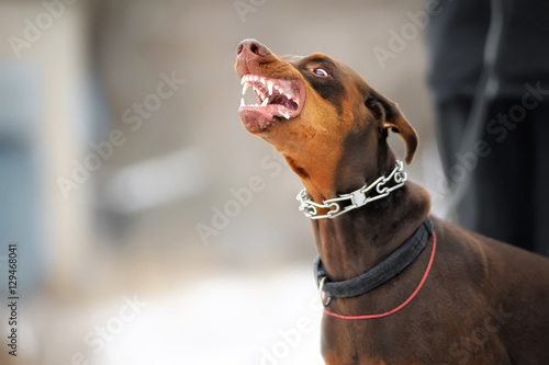 Fotografia, Obraz angry dangerous doberman dog protection