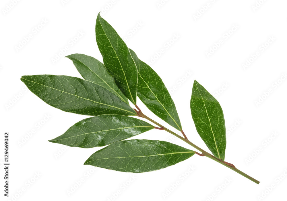 Fresh bay leaves isolated without shadow