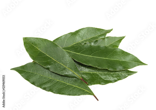 Fresh bay leaves isolated without shadow