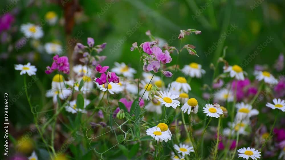 meadows with daisies and other wildflowers meadows with daisies and other wildflowers