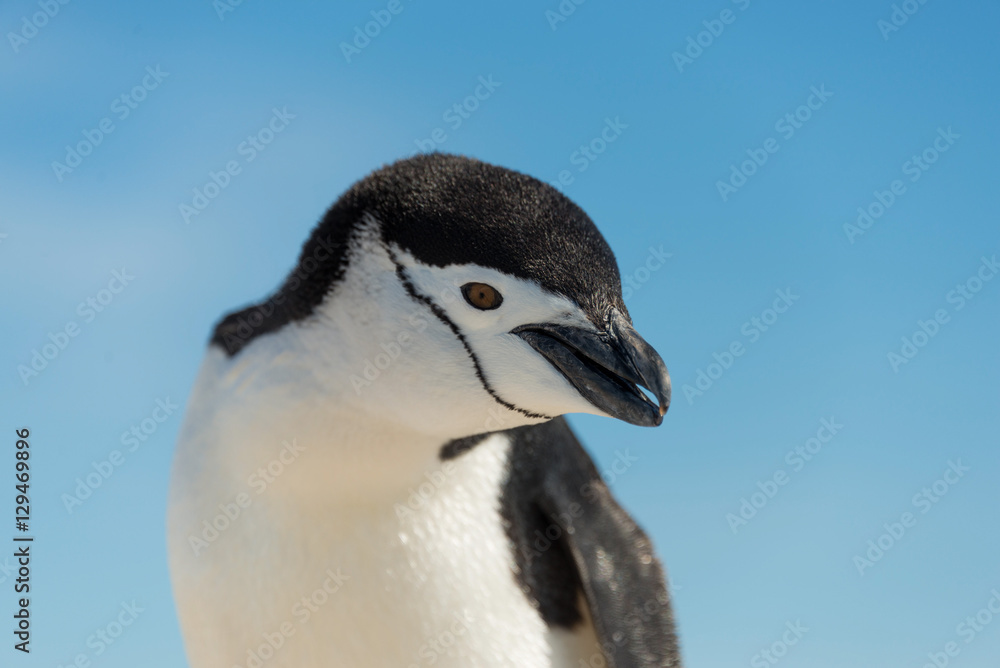 Fototapeta premium Penguin