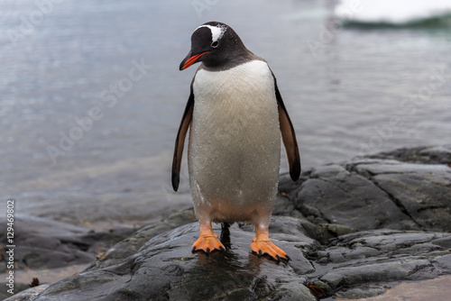 Penguin