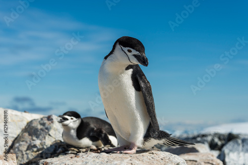 Penguin © Alexey Seafarer