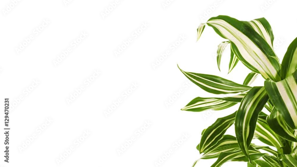 Rotating plant with copy space. Isolated on white. Rotating plant with copy space. Isolated on white.