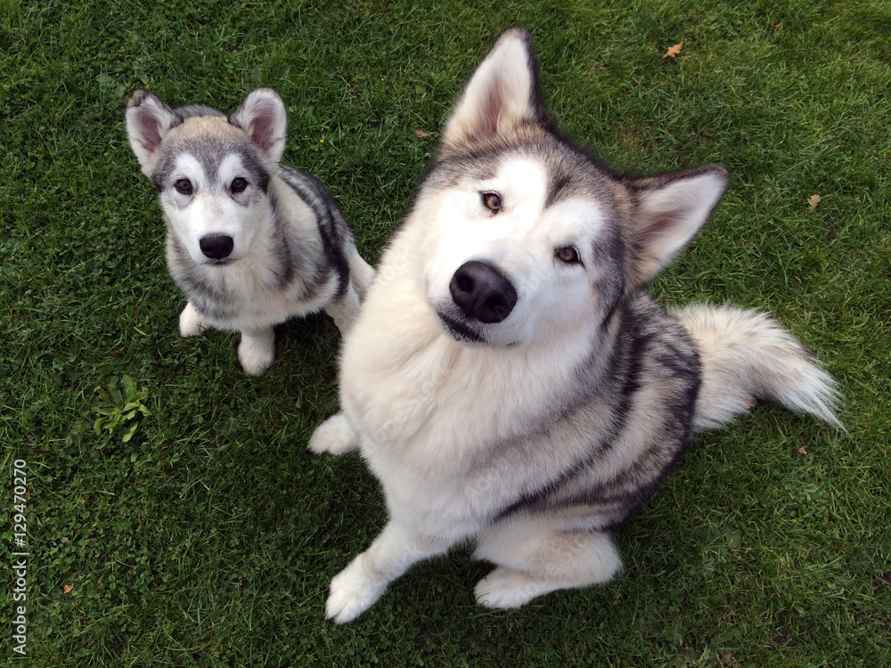 Malamute and Puppy