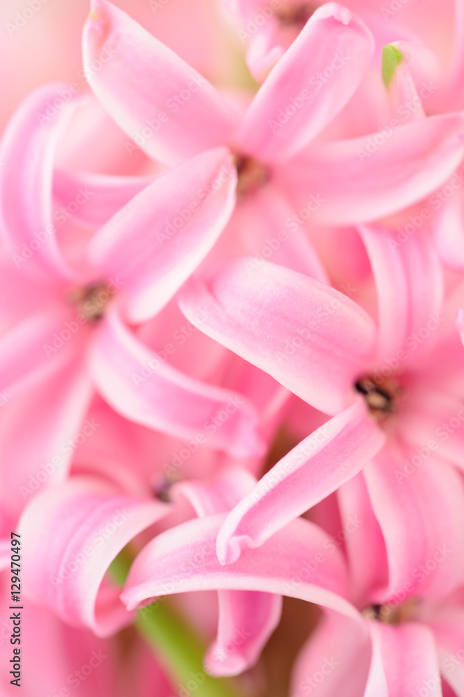 Close-up of hyacinth petals. 