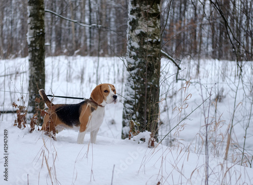 Собака породы бигль на поводке гуляет в зимнем заснеженном лесу 