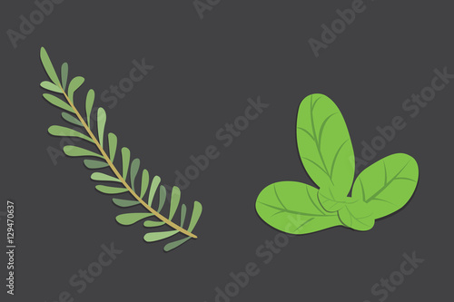 Aromatic herbs set. Fresh  and spices . Vector illustration. photo