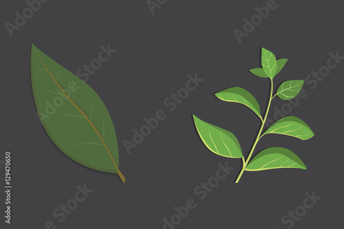 Aromatic herbs set. Fresh  and spices . Vector illustration. photo