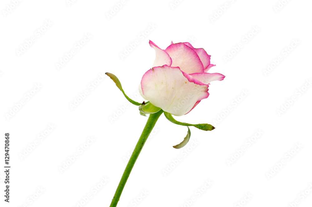 Delicate flower rose  isolated on white background