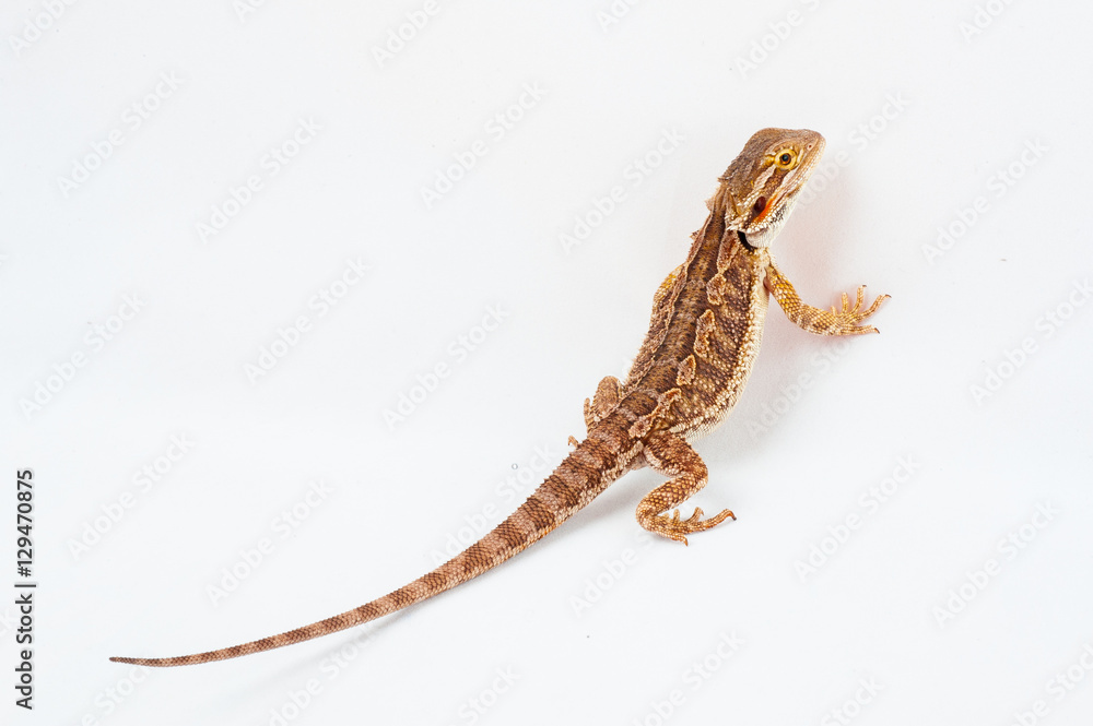 Naklejka premium one agama bearded on white background.reptile close-up.