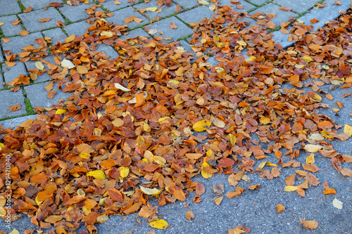 Orange leaves on the floor