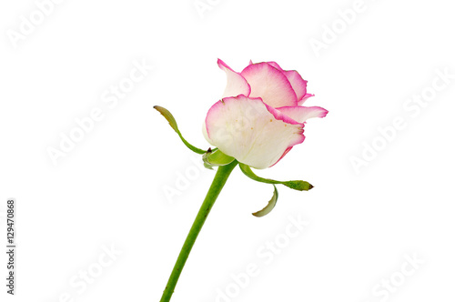 Delicate flower rose isolated on white background