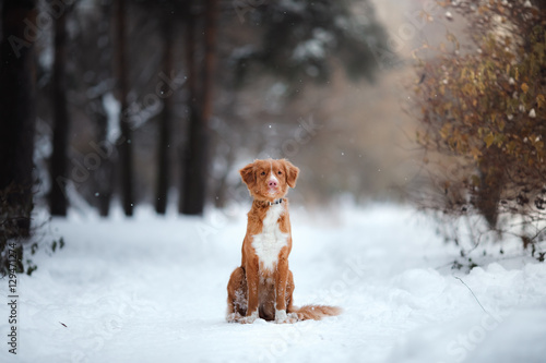 Fototapeta Naklejka Na Ścianę i Meble -  Dog Nova Scotia Duck Tolling Retriever, walk in winter