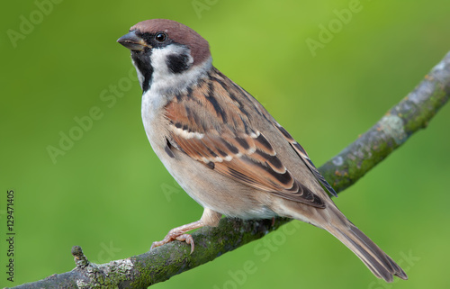 Eurasian tree sparrow posing for a portrait